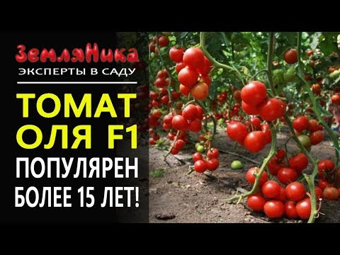 Tomato Olya F1: description + reviews