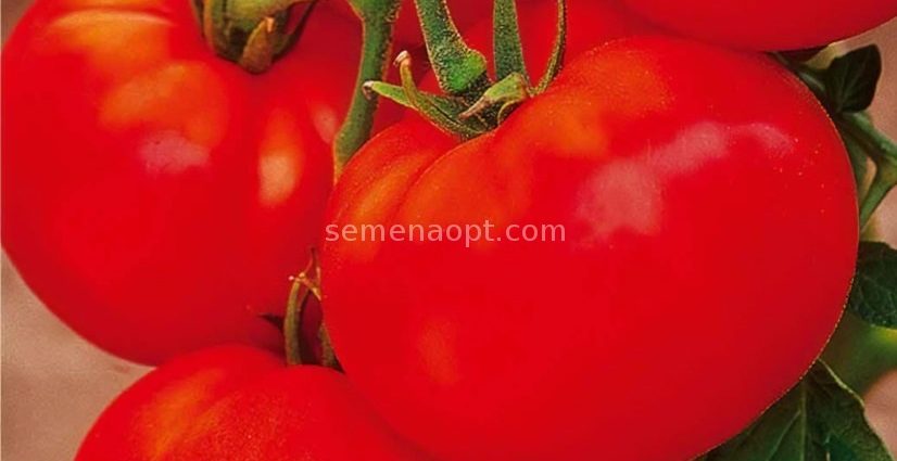 Tomato Olya F1: description + reviews