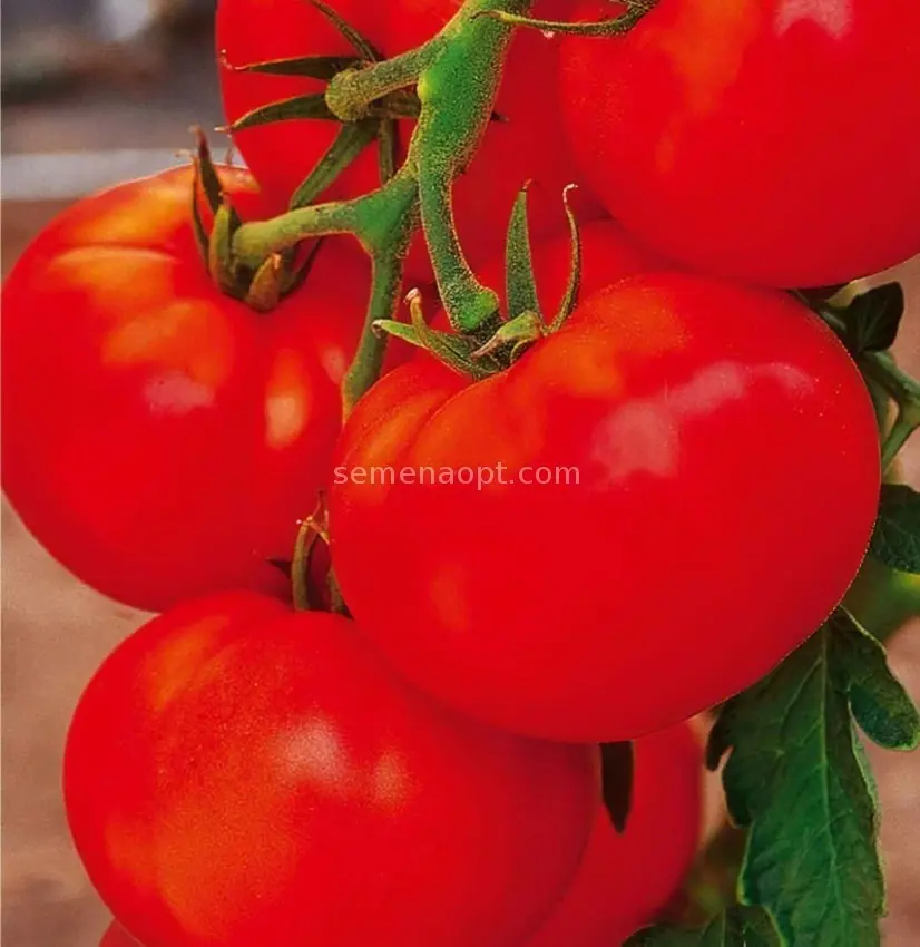 Tomato Olya F1: description + reviews