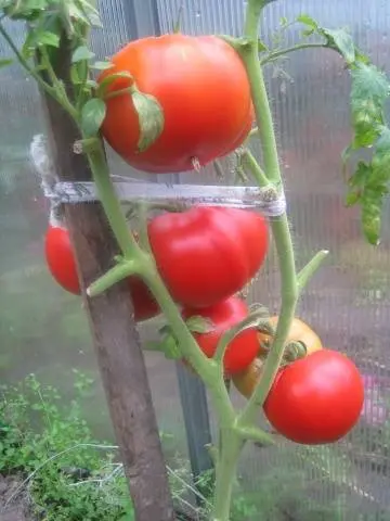 Tomato Openwork