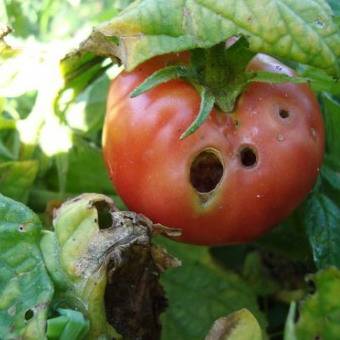 Tomato Openwork