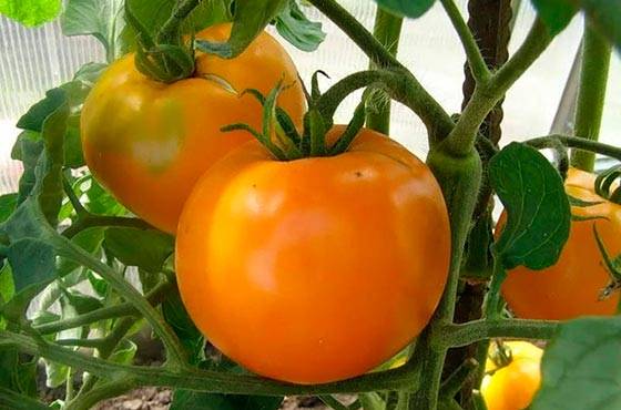 Tomato Orange: reviews, photos, yield