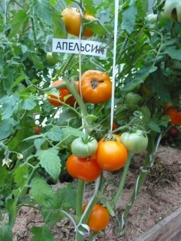 Tomato Orange: reviews, photos, yield