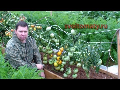 Tomato Orange: reviews, photos, yield