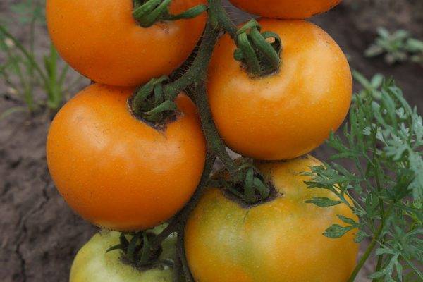 Tomato Orange: reviews, photos, yield