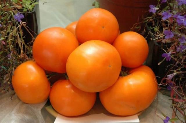 Tomato Orange: reviews, photos, yield