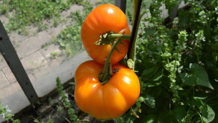 Tomato Orange: reviews, photos, yield