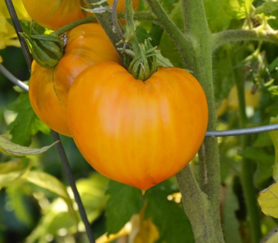 Tomato Orange strawberry: variety description, photos, reviews