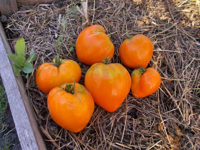 Tomato Orange strawberry: variety description, photos, reviews