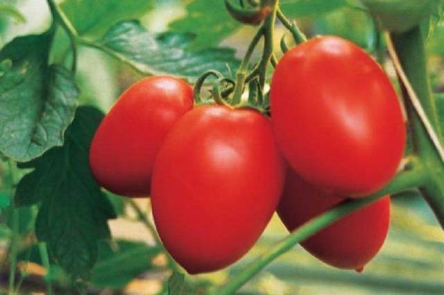 Tomato Palenque: characteristics and description of the variety