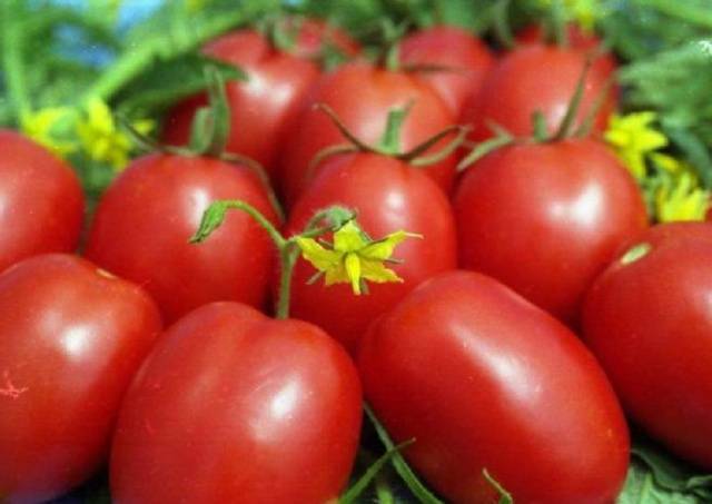 Tomato Palenque: characteristics and description of the variety