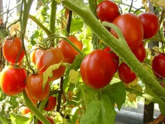 Tomato Palenque: characteristics and description of the variety