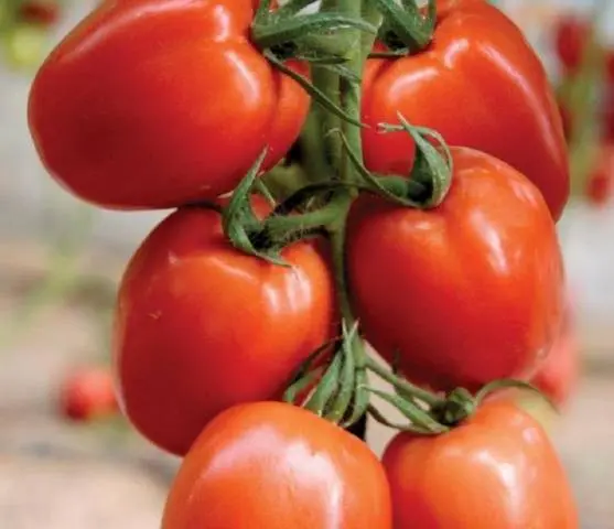 Tomato Palenque: characteristics and description of the variety