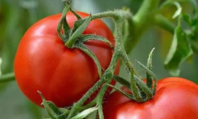 Tomato Palenque: characteristics and description of the variety