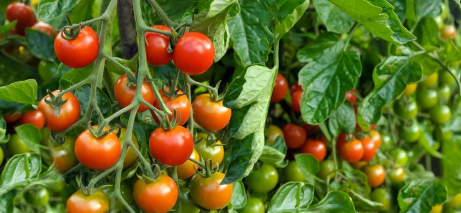 Tomato Palenque: characteristics and description of the variety