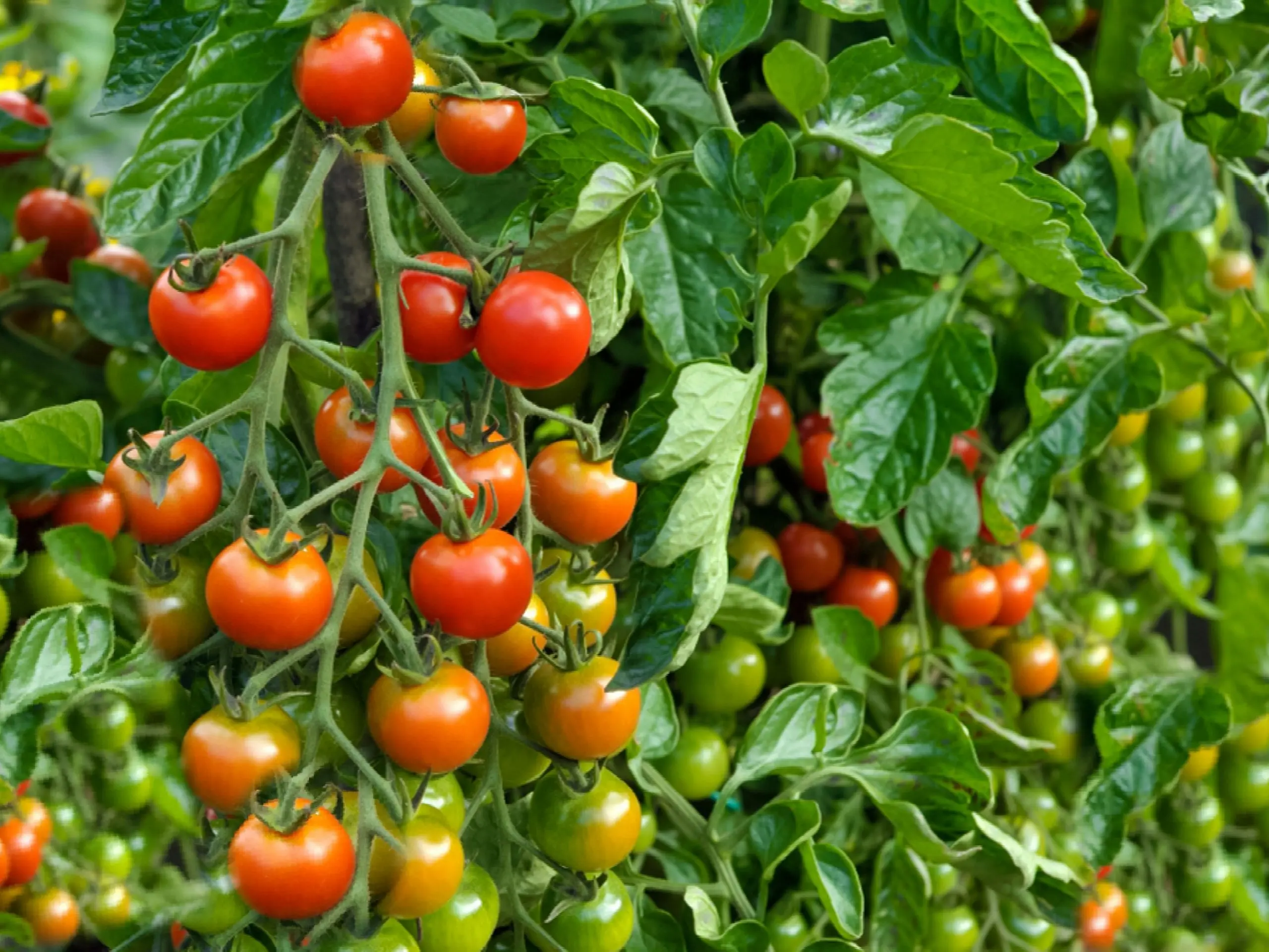 Tomato Palenque: characteristics and description of the variety