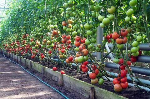 Tomato Panekra F1