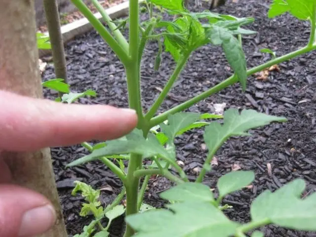 Tomato Panekra F1