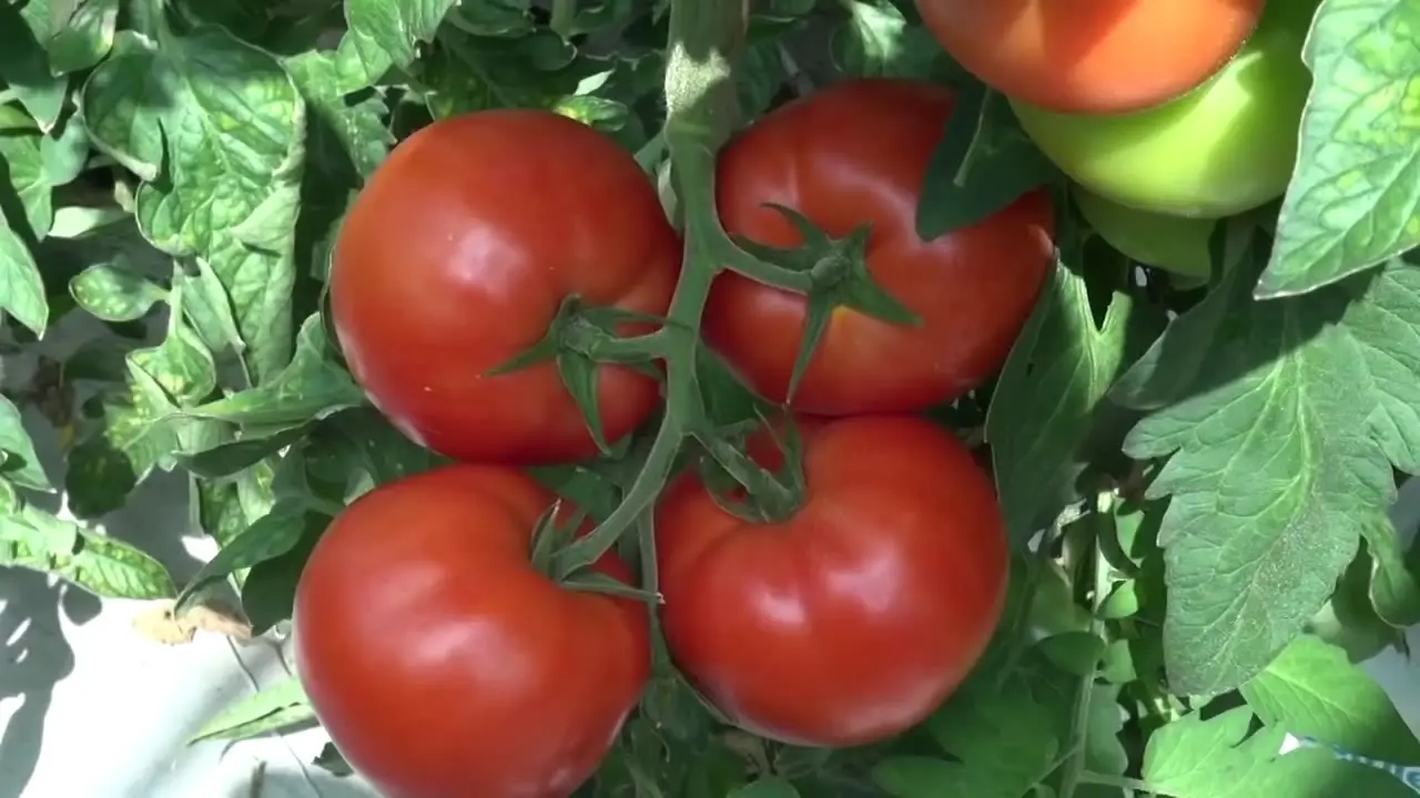 Tomato Panekra F1