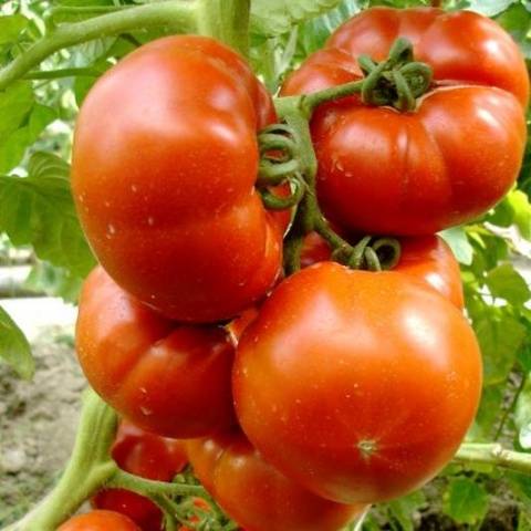 Tomato Paradise Delight: reviews, photos, yield