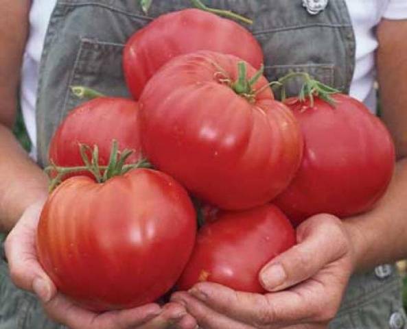 Tomato Paradise Delight: reviews, photos, yield