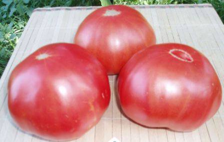 Tomato Paradise Delight: reviews, photos, yield