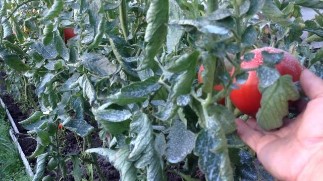 Tomato Paradise Delight: reviews, photos, yield