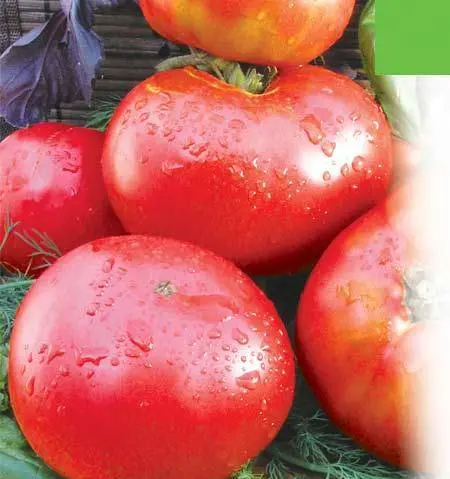 Tomato Paradise Delight: reviews, photos, yield