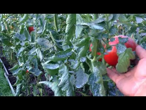 Tomato Paradise Delight: reviews, photos, yield