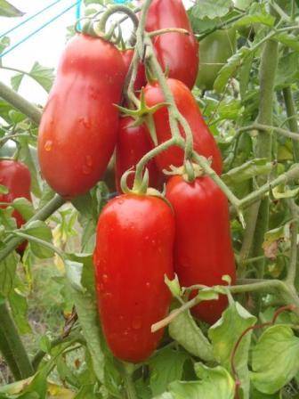 Tomato Parsley gardener