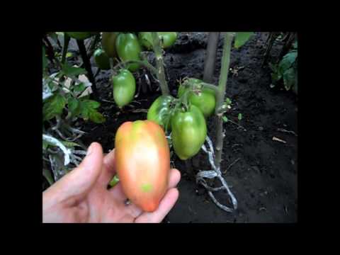 Tomato Parsley gardener