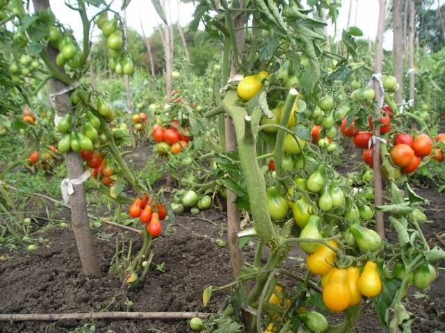 Tomato Pear: characteristics and description of the variety