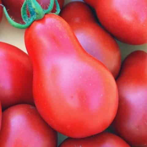 Tomato Pear: characteristics and description of the variety