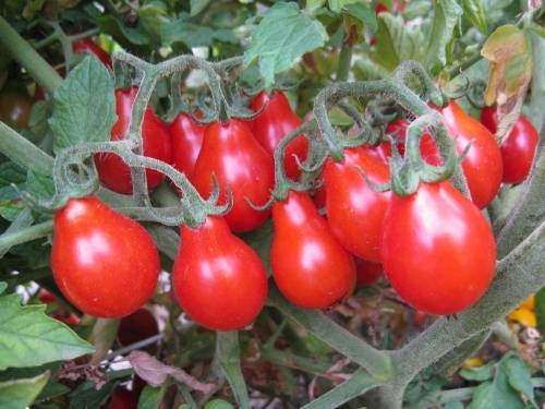 Tomato Pear: characteristics and description of the variety