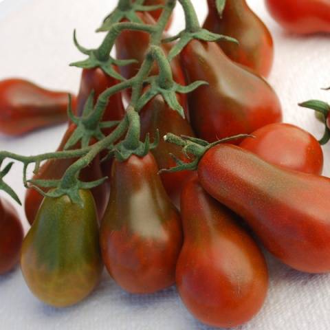 Tomato Pear: characteristics and description of the variety