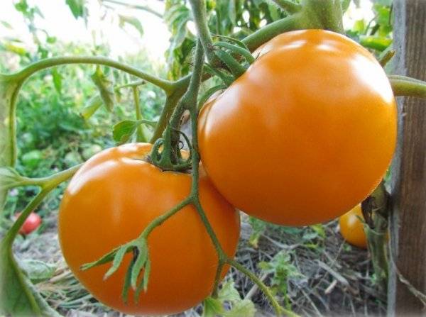 Tomato Persimmon: variety description, photos, reviews