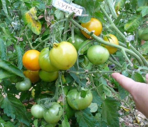 Tomato Persimmon: variety description, photos, reviews