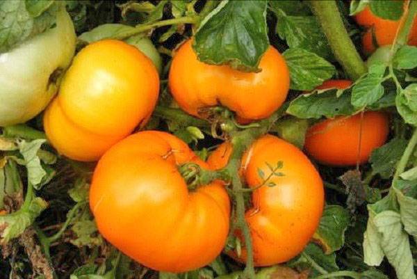 Tomato Persimmon: variety description, photos, reviews