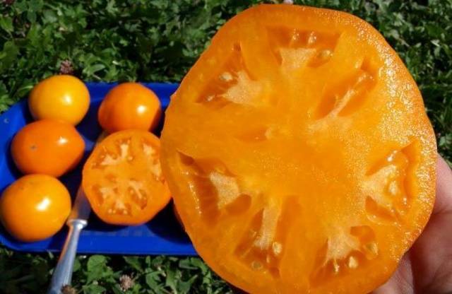 Tomato Persimmon: variety description, photos, reviews