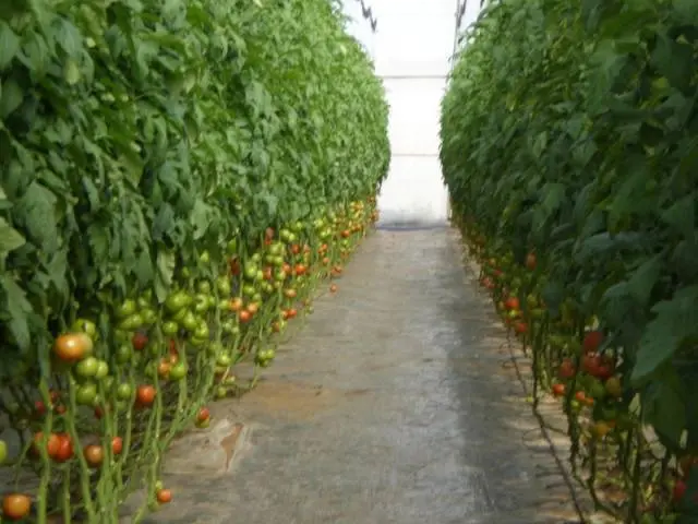 Tomato pests in the greenhouse + photo 