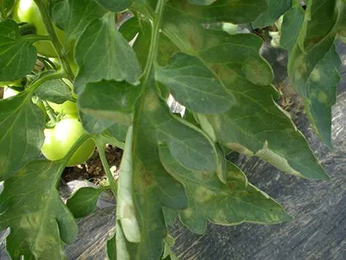 Tomato pests in the greenhouse + photo 