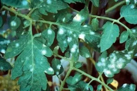 Tomato pests in the greenhouse + photo 