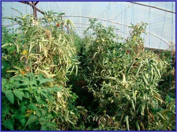 Tomato pests in the greenhouse + photo 