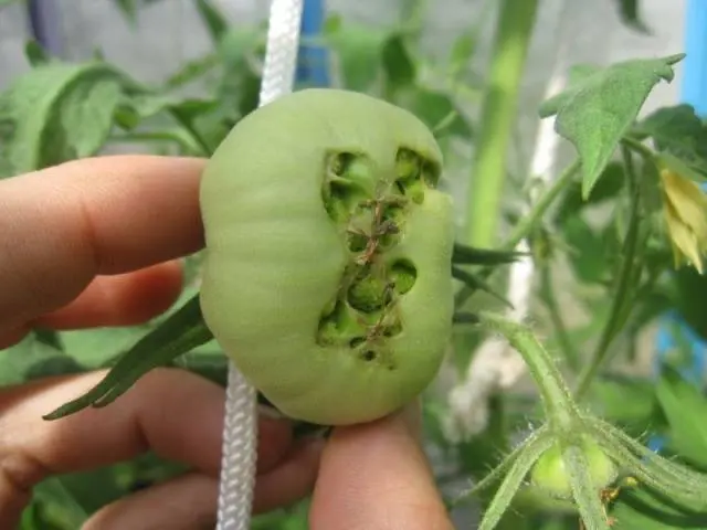 Tomato pests in the greenhouse + photo 