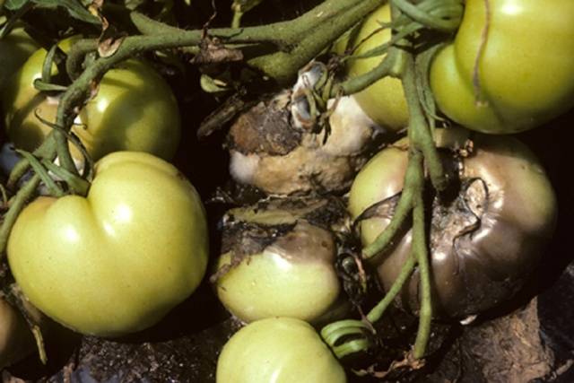 Tomato pests in the greenhouse + photo 