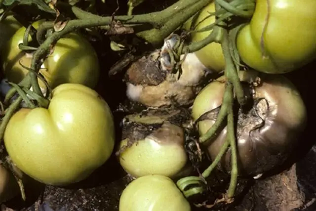 Tomato pests in the greenhouse + photo 