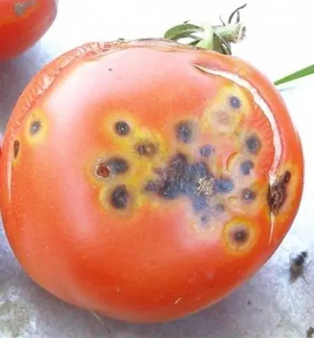 Tomato pests in the greenhouse + photo 