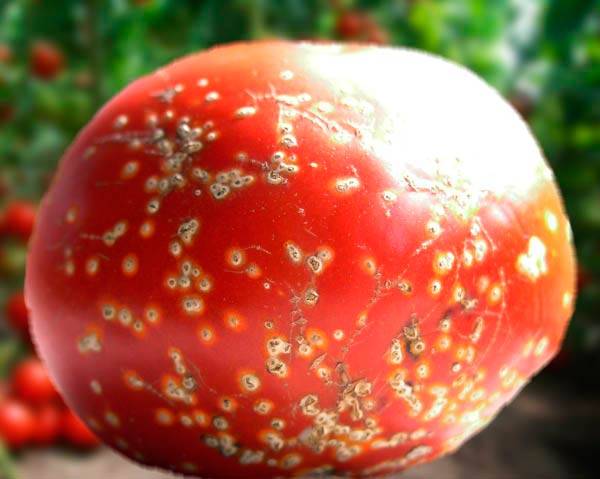 Tomato pests in the greenhouse + photo 