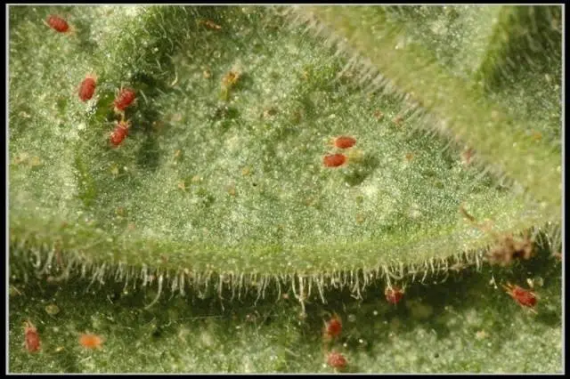 Tomato pests in the greenhouse + photo 