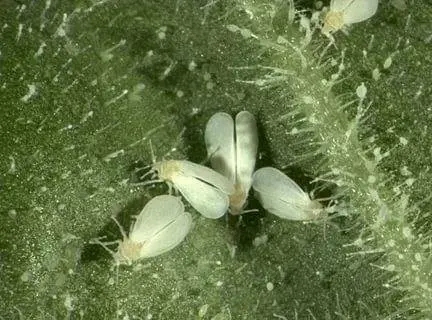 Tomato pests in the greenhouse + photo 